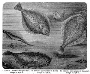 The European plaice (Pleuronectes platessa) , European flounder (Platichthys flesus) The European plaice (Pleuronectes platessa) , European flounder (Platichthys flesus)