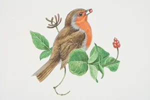 European Robin (Erithacus rubecula), illustration of bird with bright red breast European Robin (Erithacus rubecula), illustration of bird with bright red breast