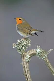 Images Dated 8th December 2012: European Robin (Erithacus rubecula) perched on its song post, an old pine branch with lichens
