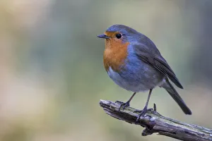 European robin (Erithacus rubecula) sits on branch, Emsland, Lower Saxony, Germany European robin (Erithacus rubecula) sits on branch, Emsland, Lower Saxony, Germany