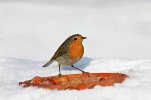 European robin, Redbreast -Erithacus rubecula- in winter in snow, bird feeding European robin, Redbreast -Erithacus rubecula- in winter in snow, bird feeding