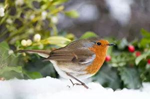 Images Dated 9th February 2015: European robin in the snow