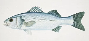 European Sea Bass, Dicentrarchus labrax, side view European Sea Bass, Dicentrarchus labrax, side view
