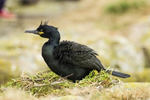 European Shag -Phalacrocorax aristotelis-, Farne Islands, Northumberland, England European Shag -Phalacrocorax aristotelis-, Farne Islands, Northumberland, England