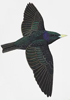 Collections/dorling kindersley prints/european starling common starling Collections/dorling kindersley prints/european starling common starling