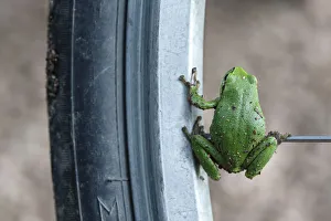 European Tree Frog -Hyla arborea- sitting on the spoke of a bicycle, Saxony-Anhalt European Tree Frog -Hyla arborea- sitting on the spoke of a bicycle, Saxony-Anhalt