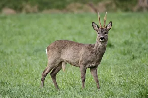 European or Western Roe Deer -Capreolus capreolus-, in grey winter coat, Allgaeu, Bavaria, Germany, Europe European or Western Roe Deer -Capreolus capreolus-, in grey winter coat, Allgaeu, Bavaria, Germany, Europe