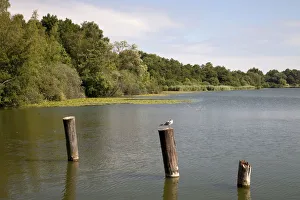 Eutiner See Lake, Holstein Switzerland Nature Park, Schleswig-Holstein, Germany, Europe Eutiner See Lake, Holstein Switzerland Nature Park, Schleswig-Holstein, Germany, Europe