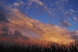 Evening sky with moody clouds over a maize field, near Biberach, Upper Swabia, Baden-Wuerttemberg, Germany, Europe Evening sky with moody clouds over a maize field, near Biberach, Upper Swabia, Baden-Wuerttemberg, Germany, Europe