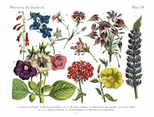 Images Dated 10th February 2019: Exotic Flowers of the Garden, Victorian Botanical Illustration