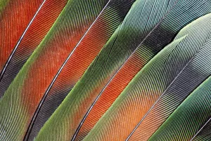 Extreme close-up of fanned out Lovebird tail feathers Extreme close-up of fanned out Lovebird tail feathers