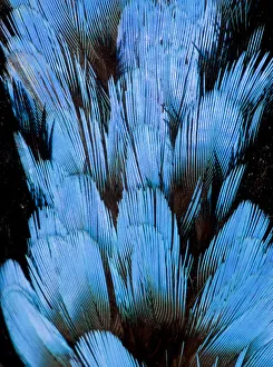 Extreme close-up of Hooded Pita (Pitta sordida) feathers Extreme close-up of Hooded Pita (Pitta sordida) feathers