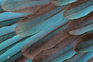 Extreme close-up of Kingfisher wing feathers Extreme close-up of Kingfisher wing feathers
