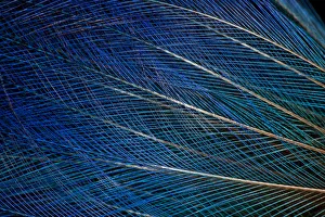 Extreme close-up of top knot feathers of blue Bird of Paradise Extreme close-up of top knot feathers of blue Bird of Paradise