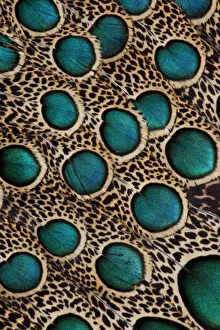 Extreme close-up of Malay Peacock-pheasant (Polyplectron malacense) feathers with blue circles Extreme close-up of Malay Peacock-pheasant (Polyplectron malacense) feathers with blue circles