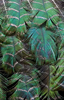 Extreme close-up of Peacock feather design layering Extreme close-up of Peacock feather design layering
