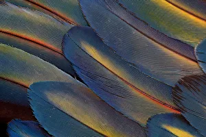 Extreme close-up of wing feathers fanned out Scarlet Macaw (Ara macao) Extreme close-up of wing feathers fanned out Scarlet Macaw (Ara macao)