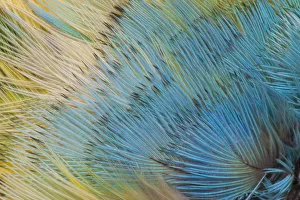 Extreme close-up of Yellow-headed Amazon Parrot(Amazona oratrix) Extreme close-up of Yellow-headed Amazon Parrot(Amazona oratrix)