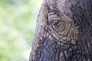 Eye, African Bush Elephant -Loxodonta africana-, Lake Manyara National Park, Tanzania Eye, African Bush Elephant -Loxodonta africana-, Lake Manyara National Park, Tanzania