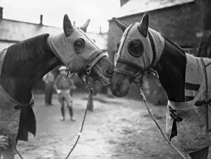 Horse Racing UK Prints: Face To Face