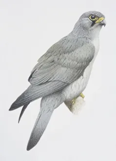 Falco araea, Sooty Falcon perched on a tree branch Falco araea, Sooty Falcon perched on a tree branch