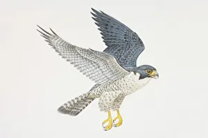 Collections/dorling kindersley prints/falco peregrinus peregrine falcon flight view Collections/dorling kindersley prints/falco peregrinus peregrine falcon flight view
