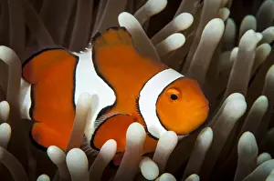 Animals In The Wild Australia Prints: False Clownfish