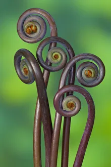 False staghorn (Dicranopteris linearis) fiddleheads, close-up False staghorn (Dicranopteris linearis) fiddleheads, close-up