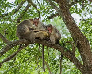 Family of rhesus monkeys -Macaca mulatta-, Mudumalai Wildlife Sanctuary, Tamil Nadu, India Family of rhesus monkeys -Macaca mulatta-, Mudumalai Wildlife Sanctuary, Tamil Nadu, India