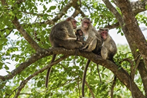 Family of rhesus monkeys -Macaca mulatta- with young, Mudumalai Wildlife Sanctuary, Tamil Nadu, India Family of rhesus monkeys -Macaca mulatta- with young, Mudumalai Wildlife Sanctuary, Tamil Nadu, India