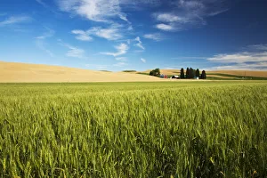 Farm among fields of wheat, Washington State, USA Farm among fields of wheat, Washington State, USA