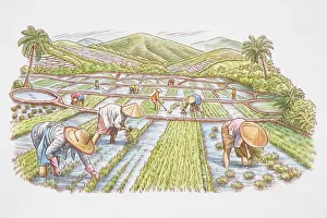 Farm workers in rice field harvesting crops Farm workers in rice field harvesting crops