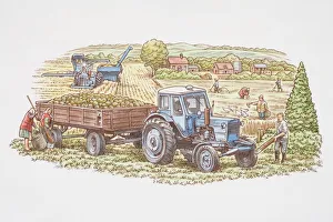 Farm workers tending fields and harvesting crops, tractor and trailer loaded full with cabbages in foreground Farm workers tending fields and harvesting crops, tractor and trailer loaded full with cabbages in foreground