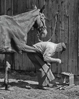 Hulton archive prints/freelance photographers guild fpg/farrier work Hulton archive prints/freelance photographers guild fpg/farrier work