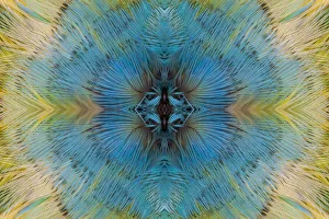 Feather kaleidoscope of Lilac Headed Parrot Feather kaleidoscope of Lilac Headed Parrot