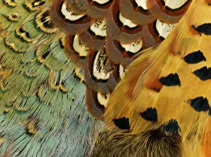 Nature wildlife/beautiful bird species modern bird feather designs/feathers beauty nature pattern pheasant Nature wildlife/beautiful bird species modern bird feather designs/feathers beauty nature pattern pheasant