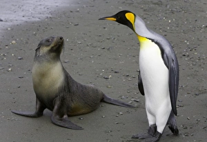 Female Antarctic fur seal pup and king penguin side by side on beach Female Antarctic fur seal pup and king penguin side by side on beach