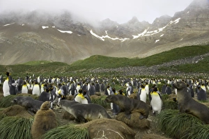Female Antarctic fur seals passing through king penguin rookery Female Antarctic fur seals passing through king penguin rookery