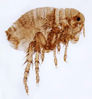Female flea, LM Female flea, LM