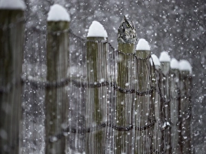<b class=qtipBold><figcaption>Fence guardian</figcaption></b><br>A little screech owl sits atop a snow-capped fence during a heavy snow fall.<br><em>© marianna armata</em> Fence guardian
