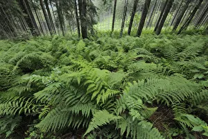 Fern, Mala Fatra National Park, Slovakia, Europe Fern, Mala Fatra National Park, Slovakia, Europe