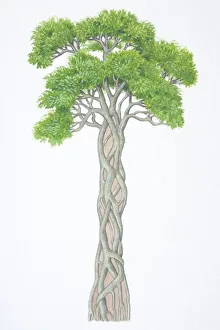 Ficus sp., Strangler Fig, wrapped around trunk of host tree Ficus sp., Strangler Fig, wrapped around trunk of host tree