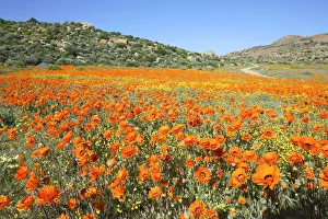 Field of Orange Bittergousblom (Arctotis fastuosa) - Scenic Field of Orange Bittergousblom (Arctotis fastuosa) - Scenic