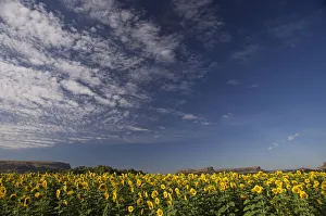 Field of Sunflowers in the Eastern Highlands of South Africa Field of Sunflowers in the Eastern Highlands of South Africa