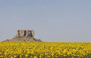 A Field of Sunflowers overlooked by a Koppie (a small hill rising up from the African A Field of Sunflowers overlooked by a Koppie (a small hill rising up from the African