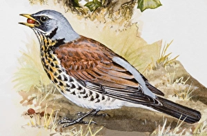 Fieldfare (Turdus pilaris) with seed in its beak, side view Fieldfare (Turdus pilaris) with seed in its beak, side view