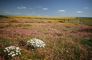 Fields of Wild Flowers in Nieuwoudtville District Fields of Wild Flowers in Nieuwoudtville District