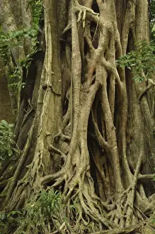 UNESCO World Heritage Australia Prints: Detail of fig tree