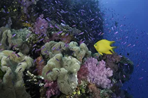 Fiji, yellow damselfish (Stegastes planifrons) beside coral reef Fiji, yellow damselfish (Stegastes planifrons) beside coral reef