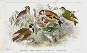 Finch old litho print from 1852 Finch old litho print from 1852